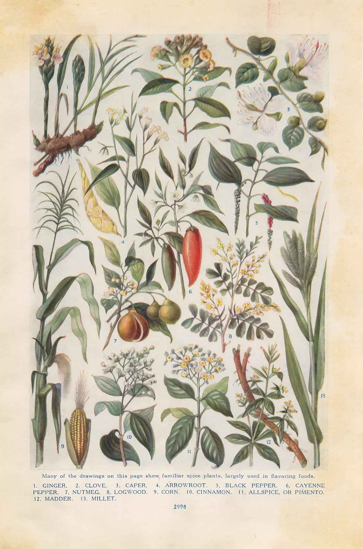 Spice Plants Web
