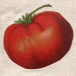 Tomato Rawscan Web