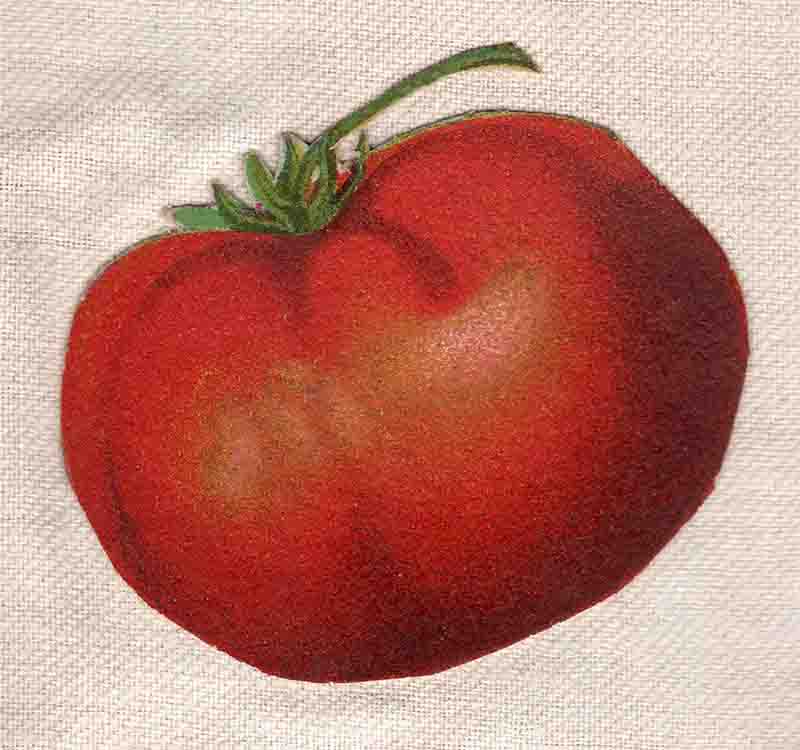 Tomato Rawscan Web