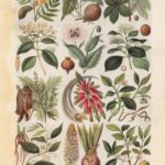 Useful Plants Web