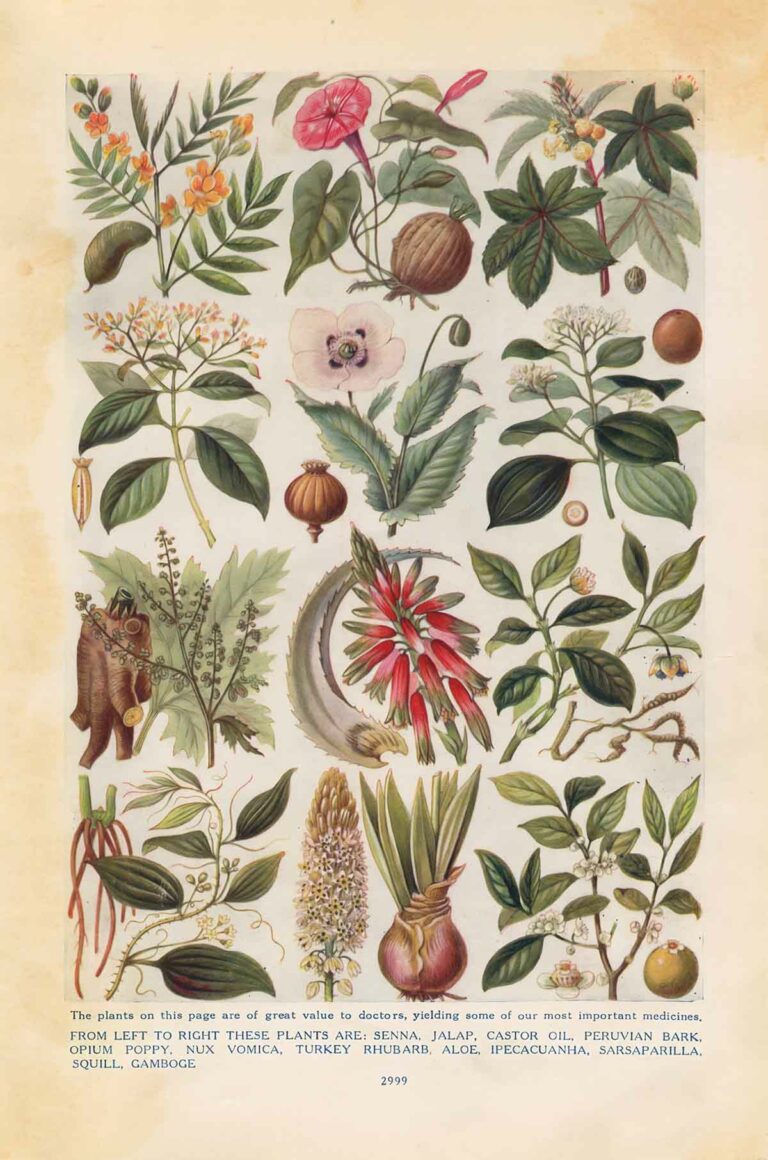 Useful Medicinal Plants to Man
