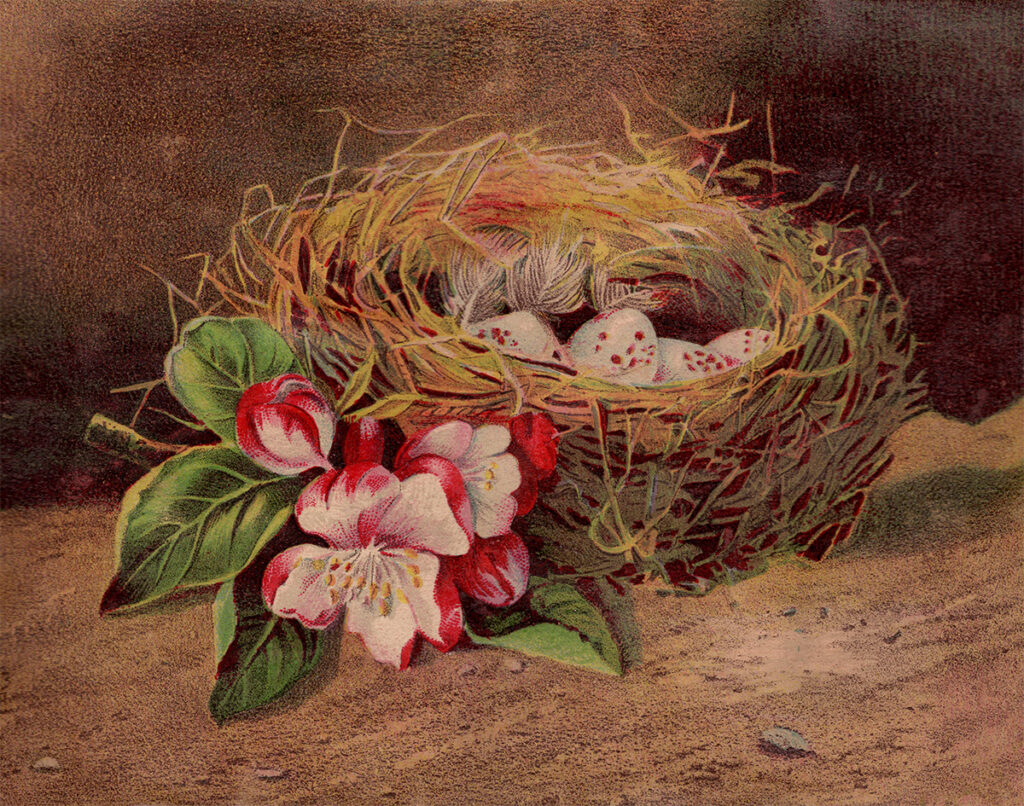 Vintage Birds Nest Web