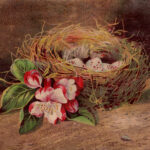 Vintage Birds Nest Web
