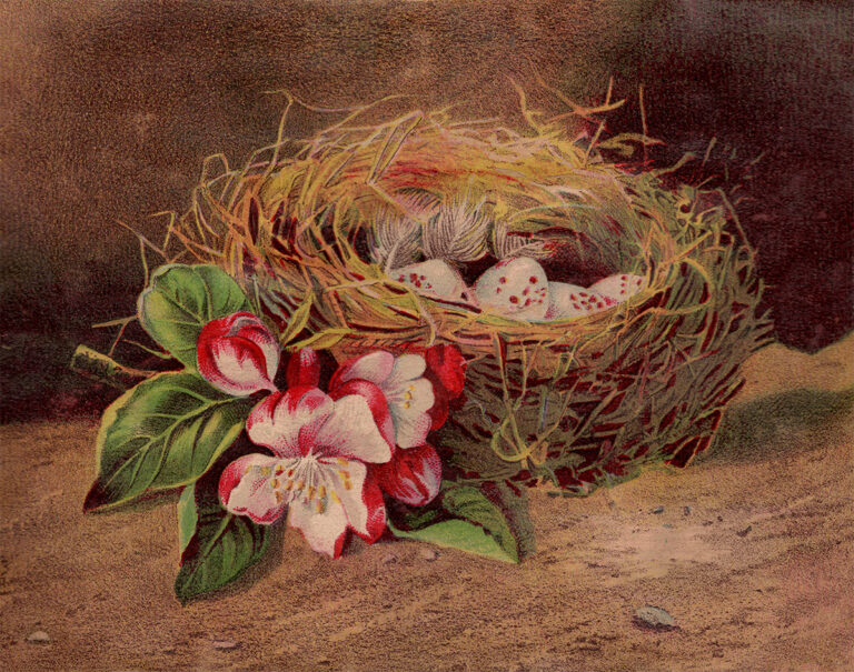 Vintage Birds Nest Victorian Era Postcard Image