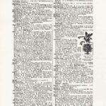 Vintage Dictionary Page Websize Fw62