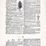 Vintage Dictionary Web 300