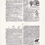 Vintage Dictionary Web 385