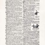 Vintage Dictionary Web 388