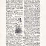 Vintage Dictionary Web 404