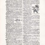 Vintage Dictionary Web 424