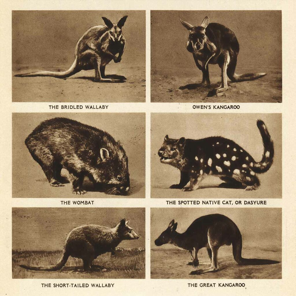 Wombat Wallaby02 Web