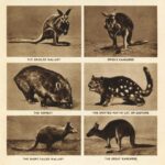 Wombat Wallaby02 Web