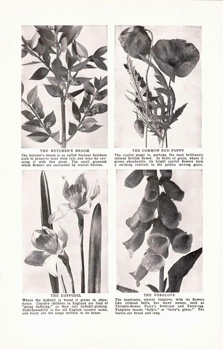 Black and White Flowers Encyclopedia Page 01