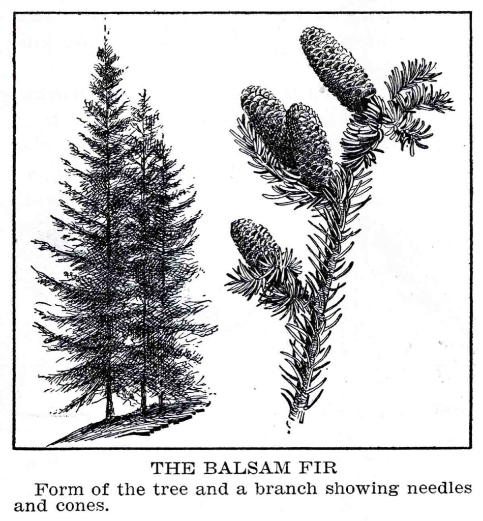 Basalm Fir Webres