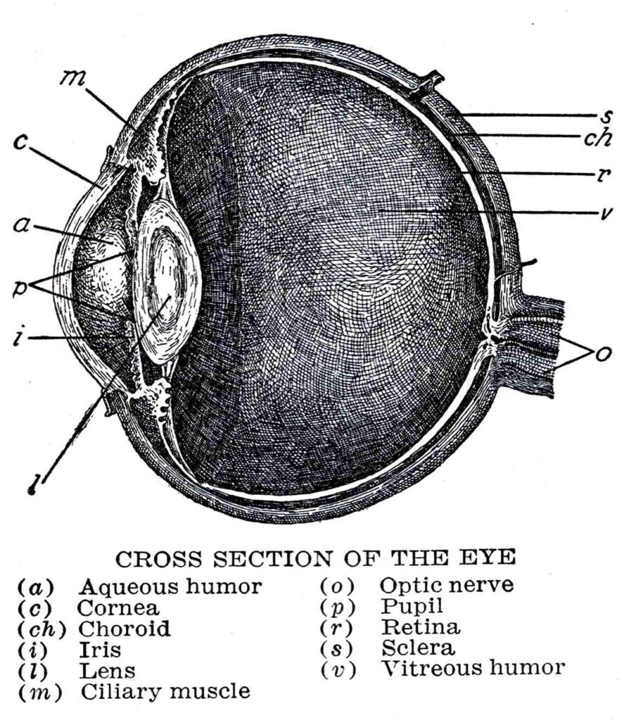 Cross Section Of The Eye Webres