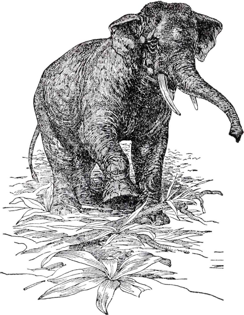 Elephant In Grass Webres