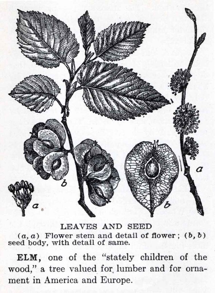 Elm Leaves And Seed Webres