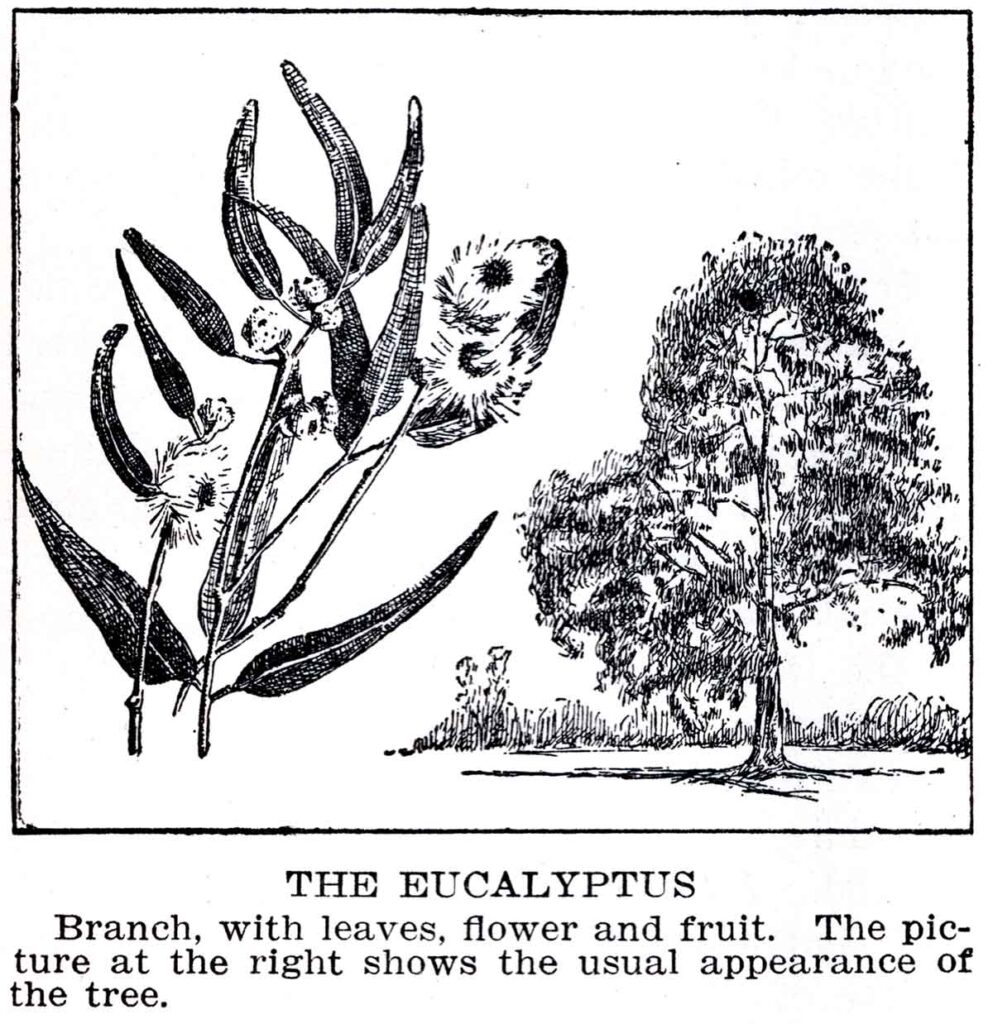 Eucalyptus Tree Webres