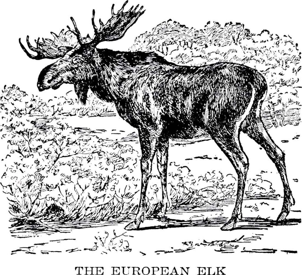 European Elk Webres