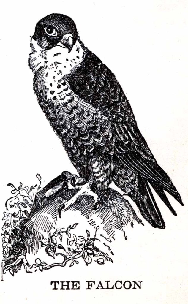 Falcon Webres