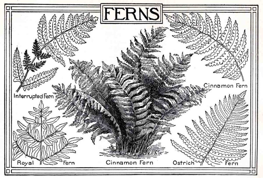 Ferns Webres