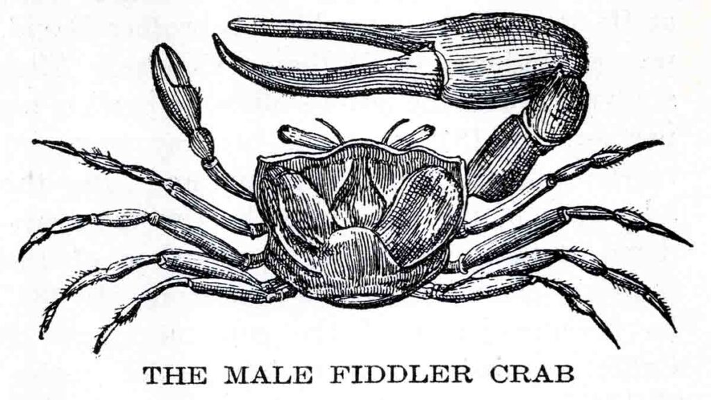Fiddler Crab Webres