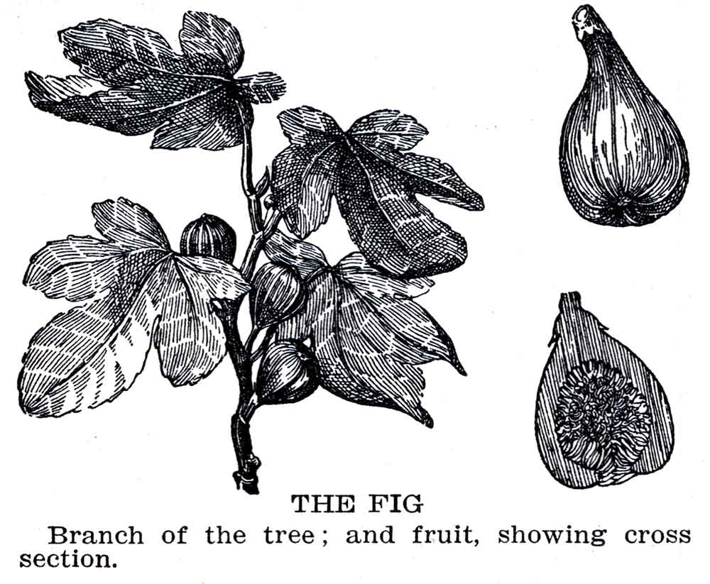 Fig Webres