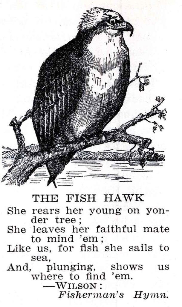 Fish Hawk Webres