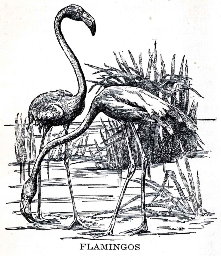 Flamingos Webres
