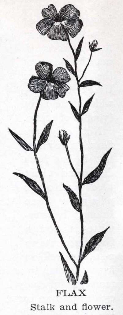 Flax Flower Webres