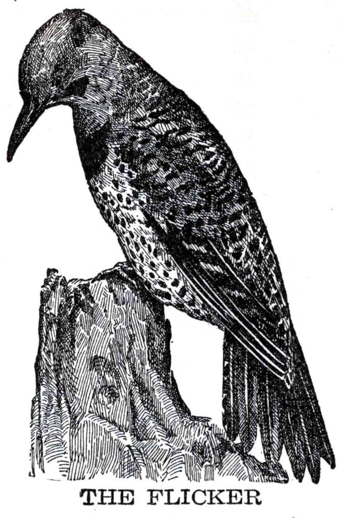 Flicker Webres