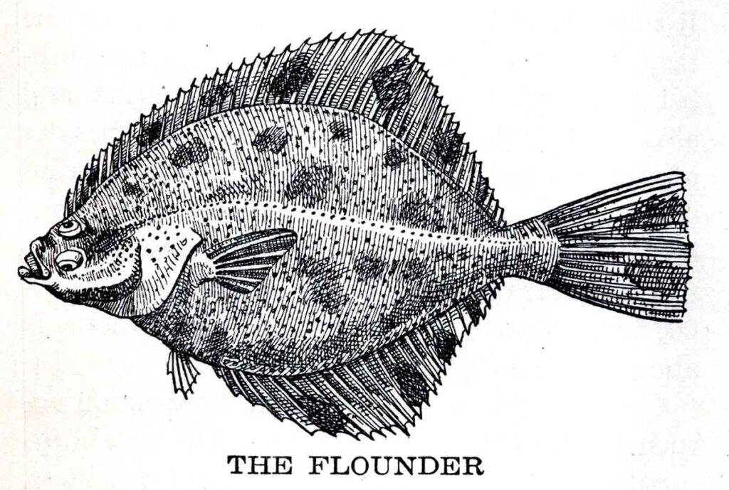 Flounder Webres