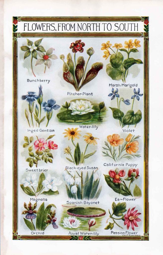 Flowers From North To South Encyclopedia Page Webres
