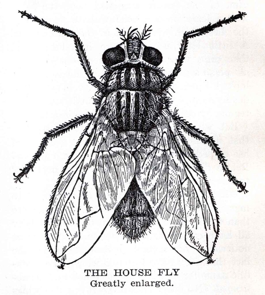 Fly Webres