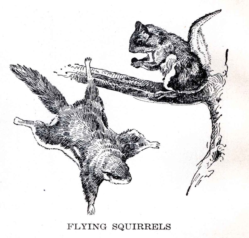 Flying Squirrels Webres