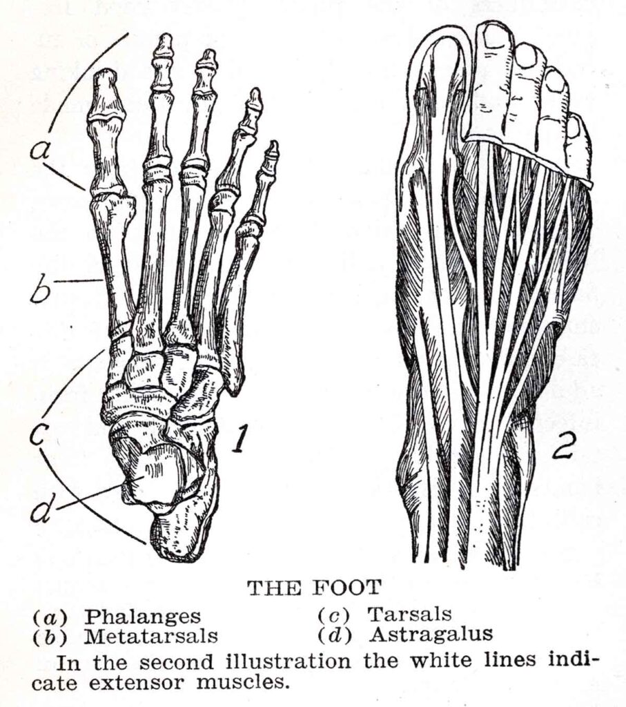 Foot Webres