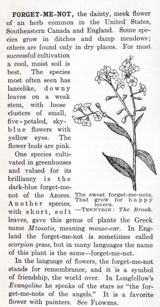 Forget Me Nots Webres