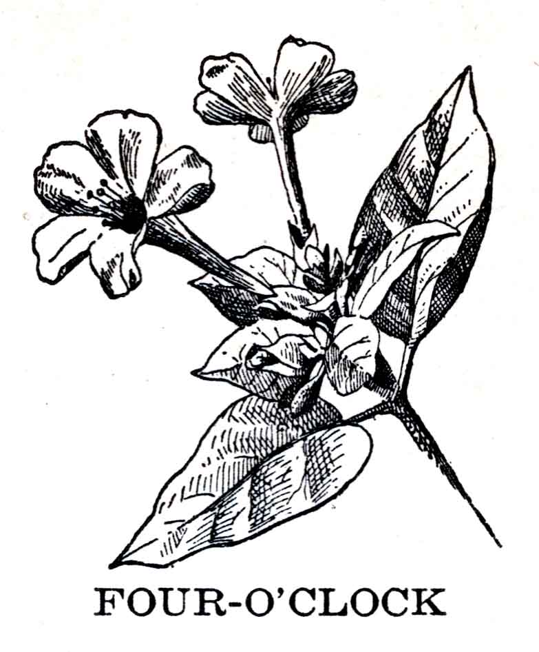 Four O Clock Flower Webres