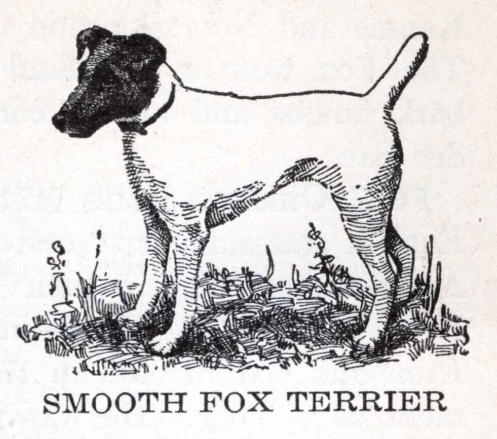 Fox Terrier Webres