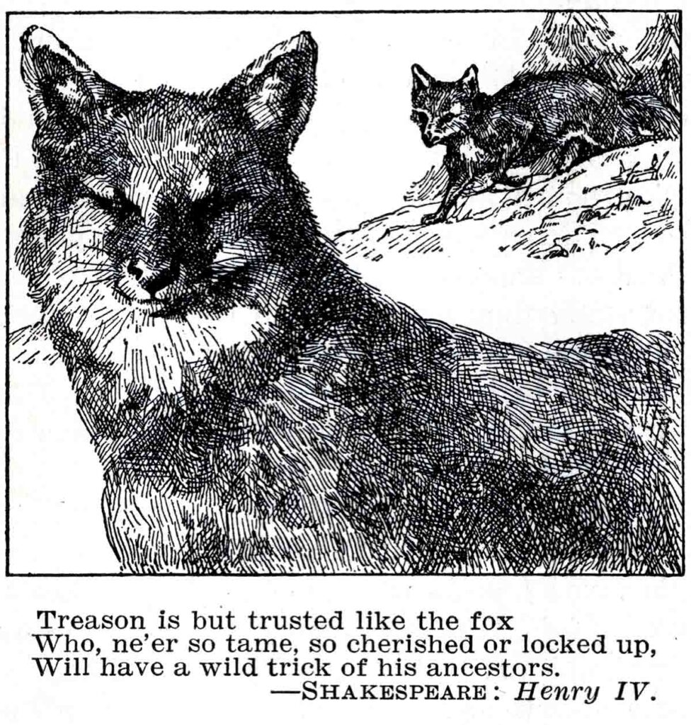 Fox Webres