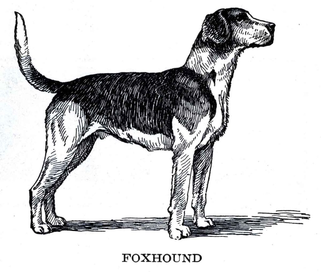 Foxhound Webres