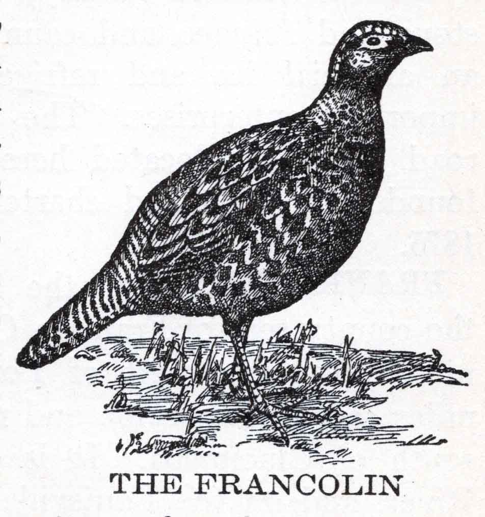Francolin Webres