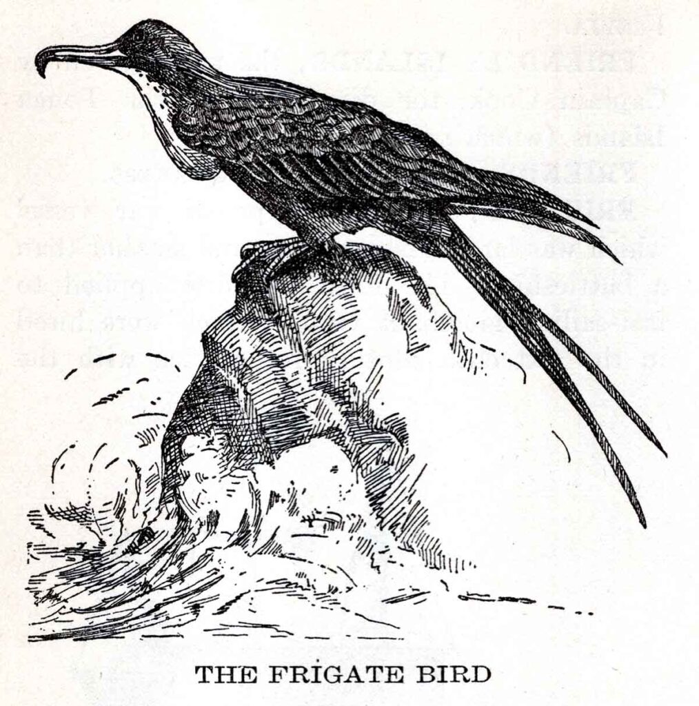 Frigate Bird Webres
