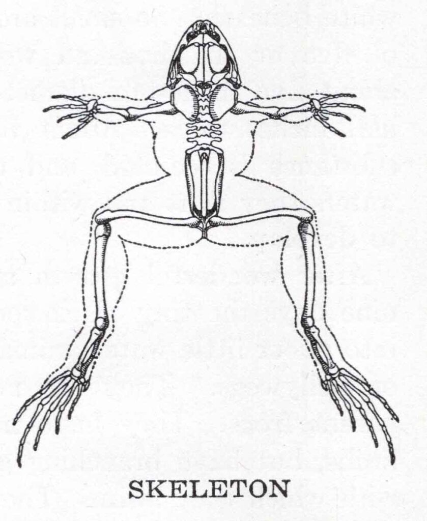 Frog Skeleton Webres