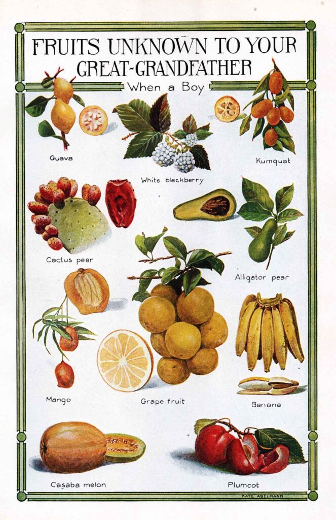 Fruits Unknown Weberes