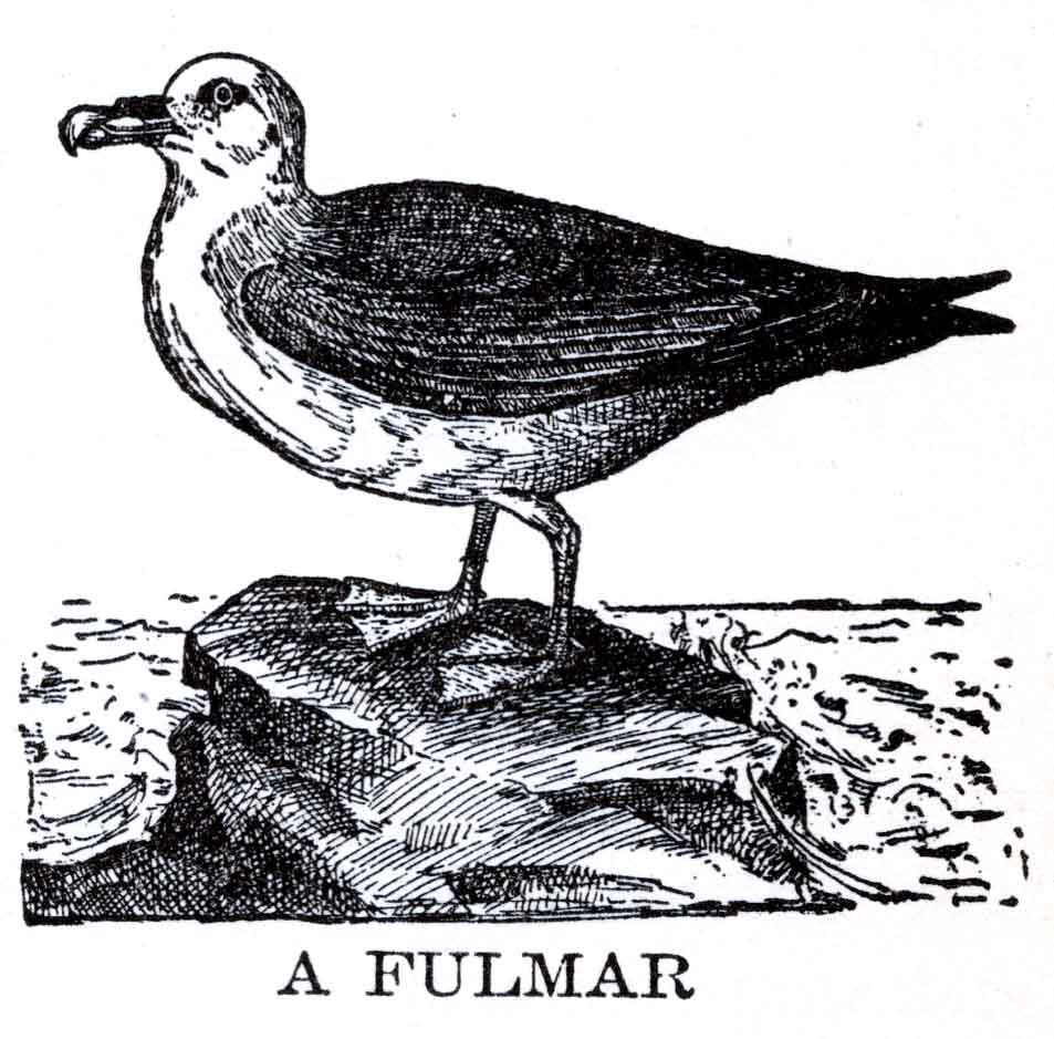 Fulmar Bird Webres