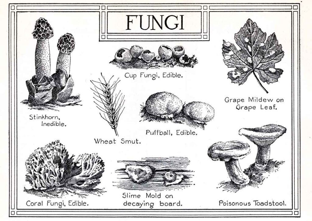 Fungi Webres