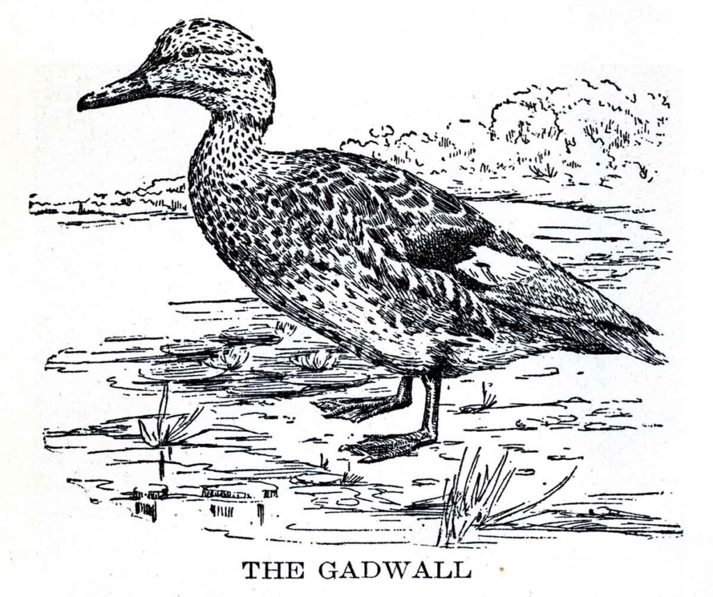 Gadwall Webres