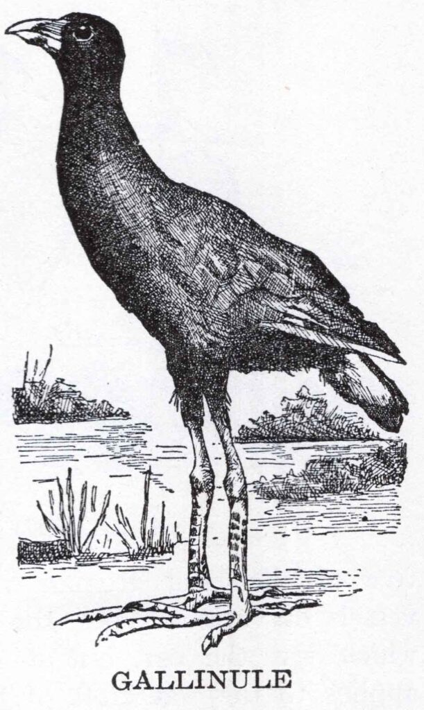 Gallinule Webres