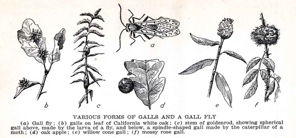 Galls Webres